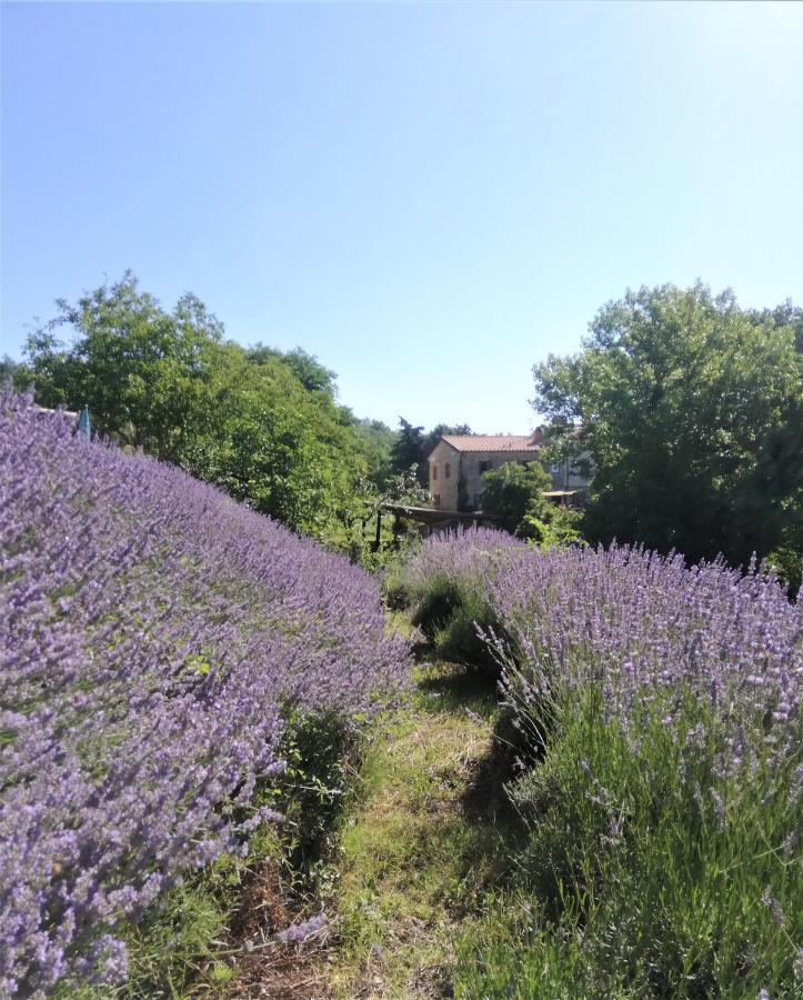 Le Ginestre Apartments Assisi Dış mekan fotoğraf