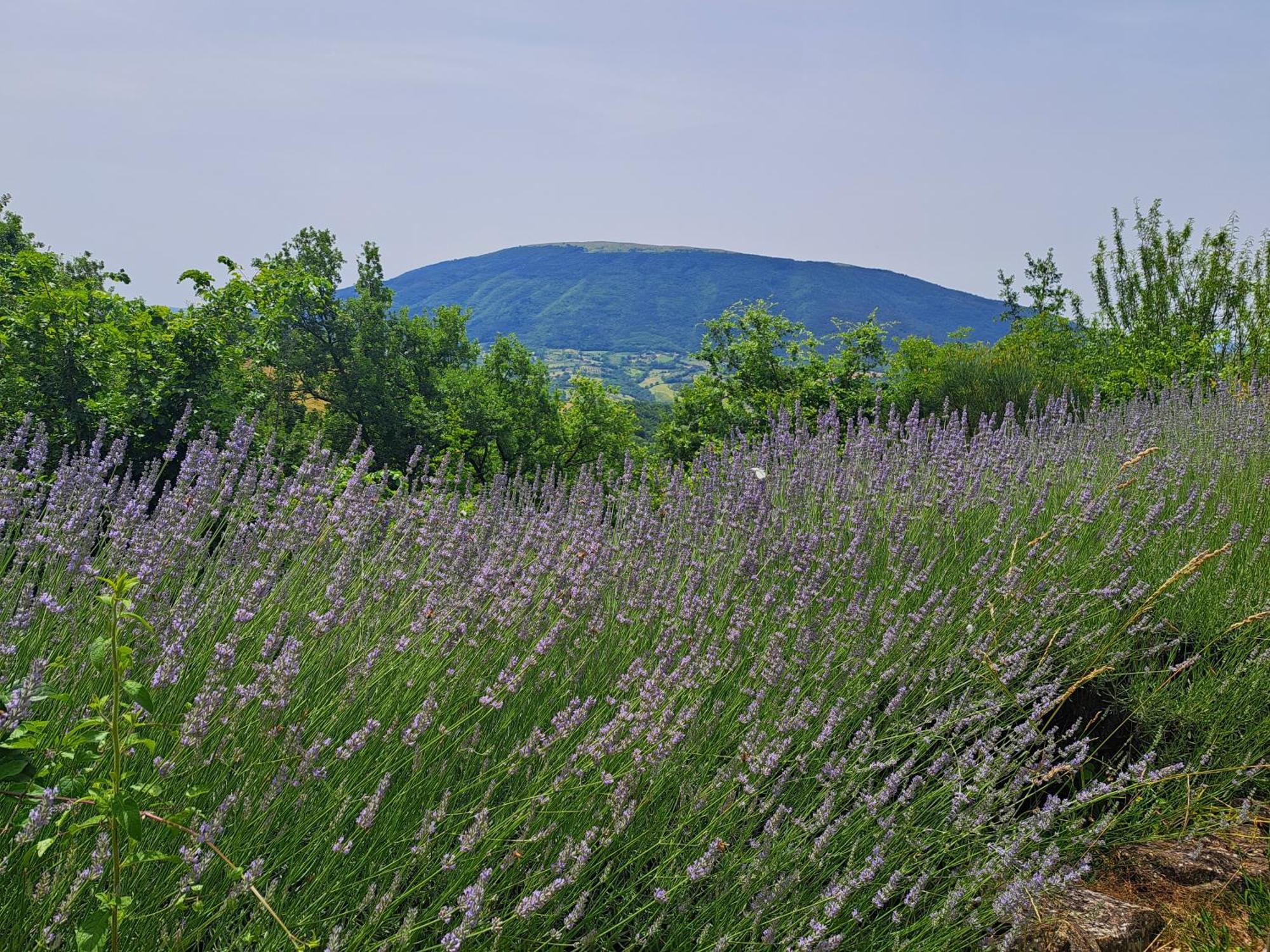 Le Ginestre Apartments Assisi Dış mekan fotoğraf